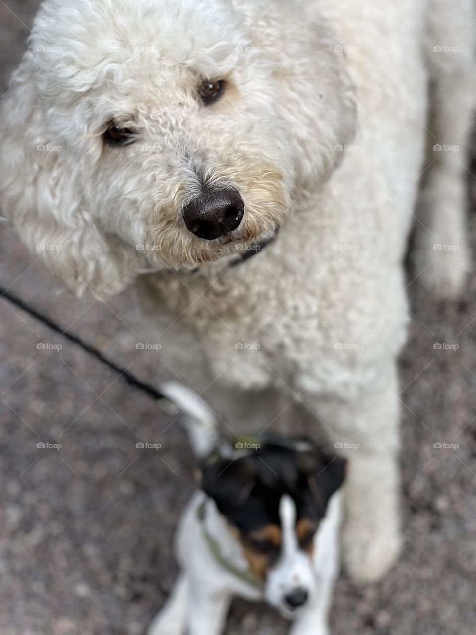 Cute dogs I met on the street 