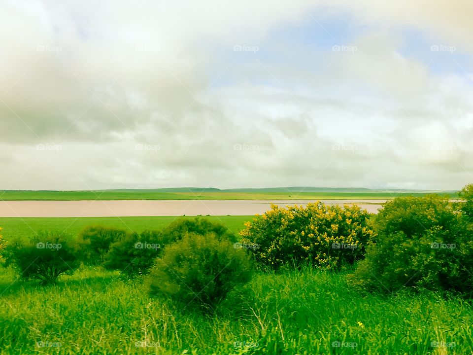 Pink lake, south Australia outback pastoral scene