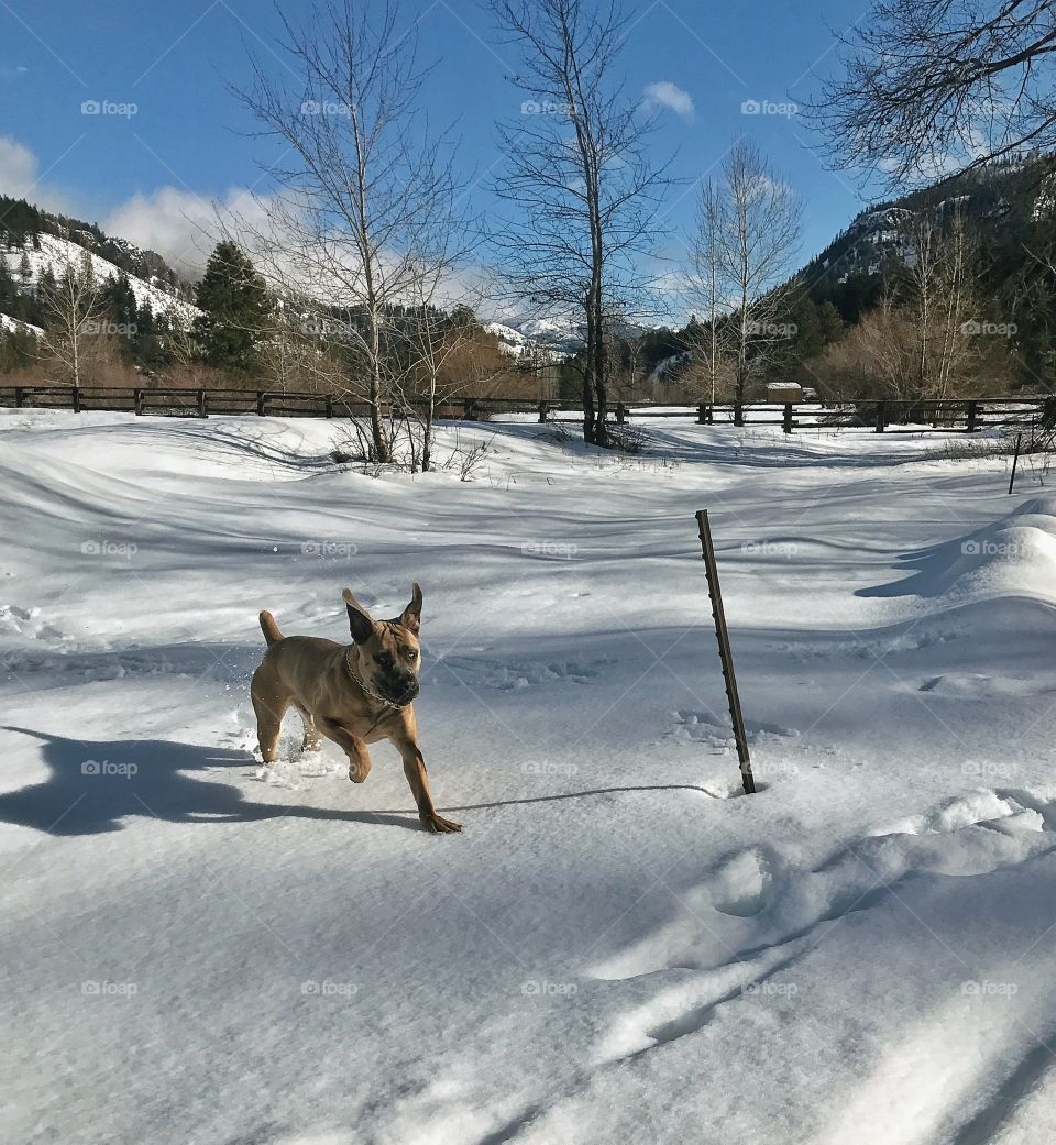 Snowy Mastiff 