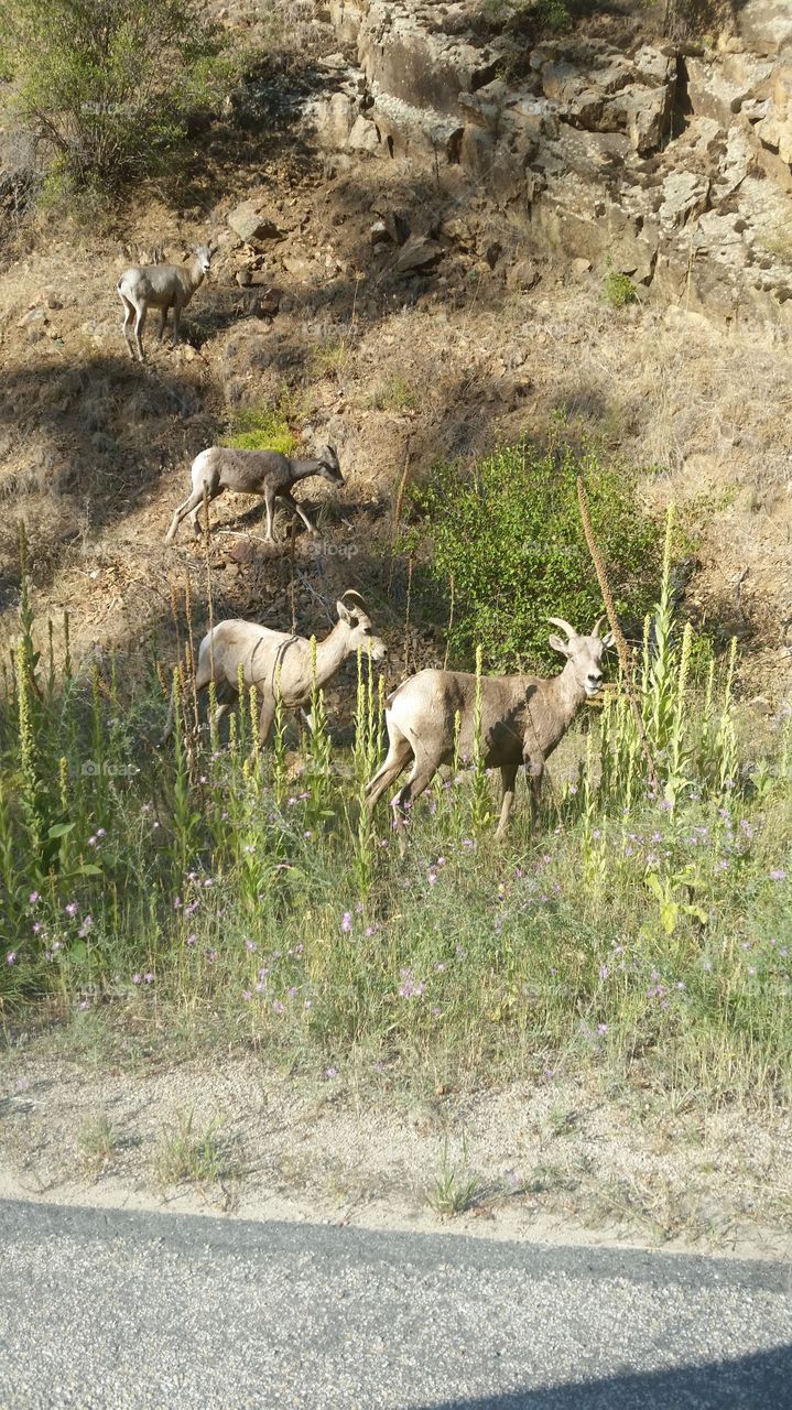 Mountain goats in Montana