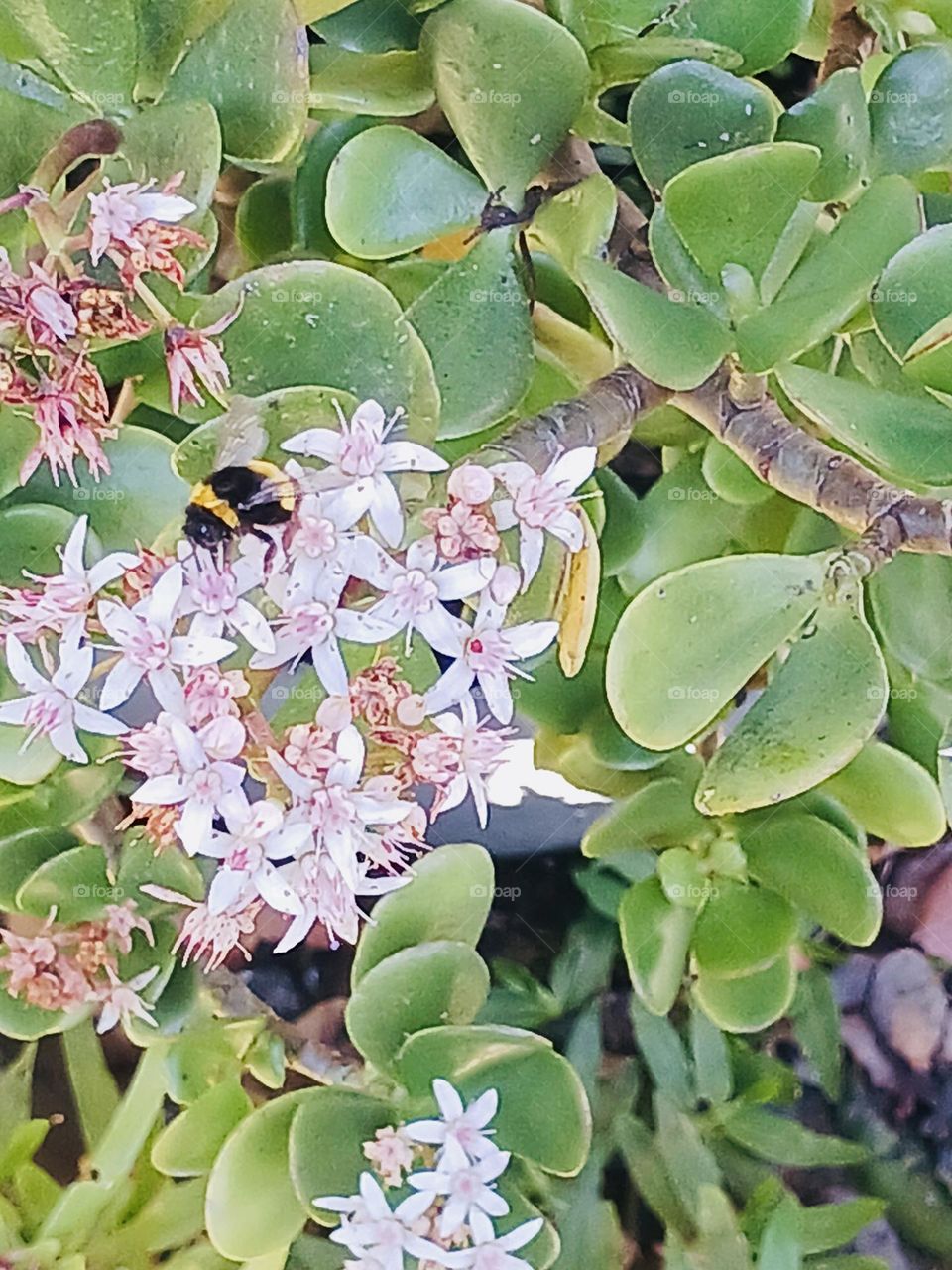 Abelhas e a polinização.
