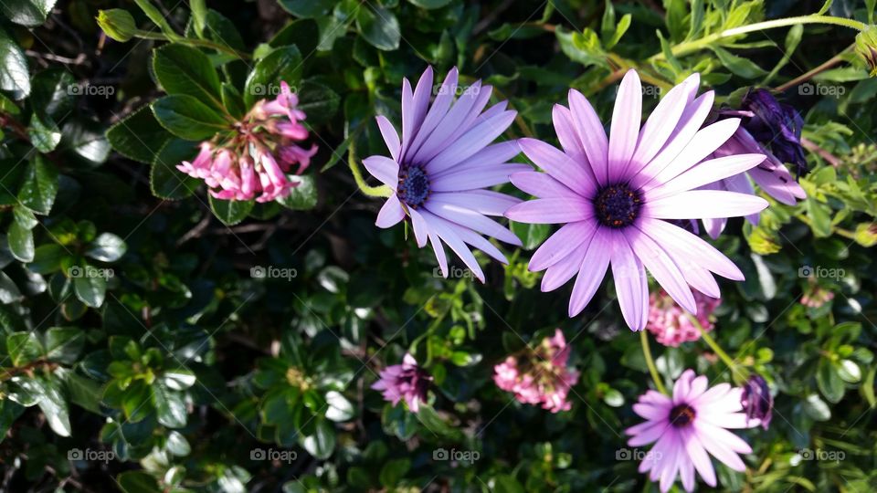 Pink flowers