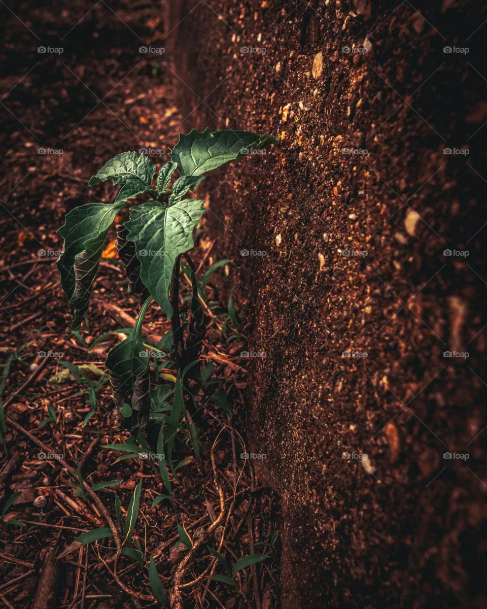 Green plants 