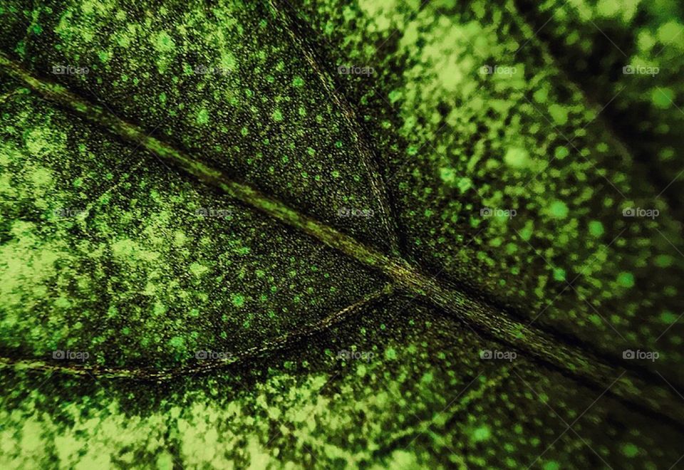 Leaf of my houseplant 