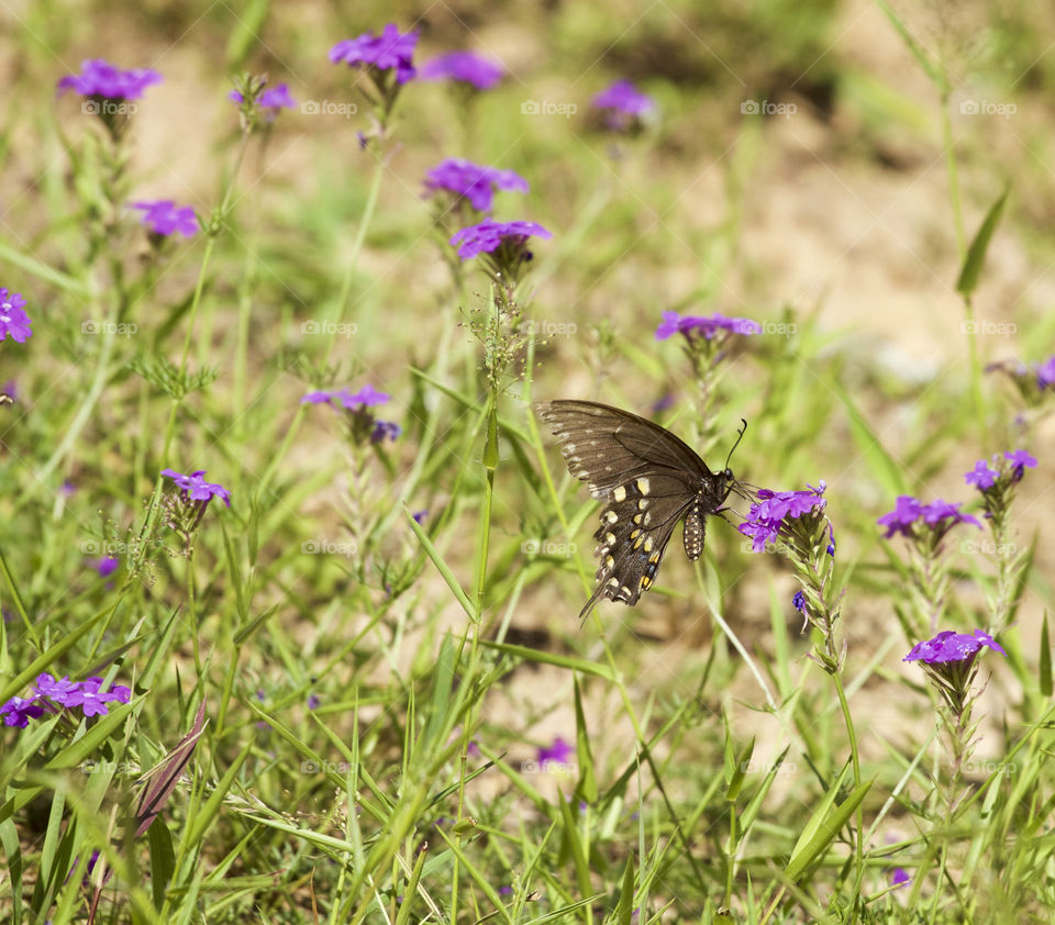 Butterfly pollinating on flower