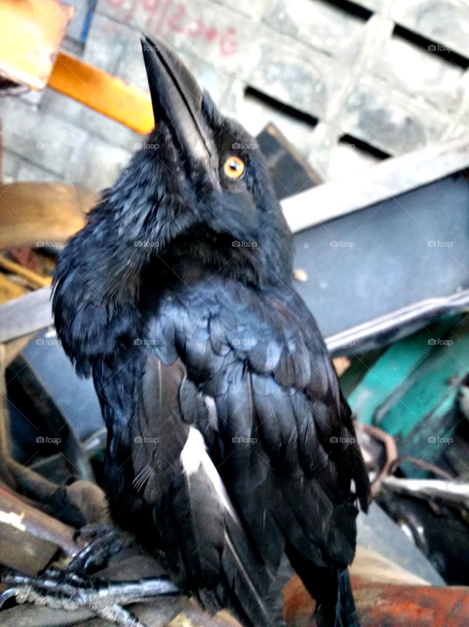 pet crow in a workshop