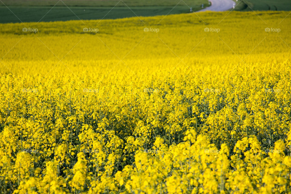 Yellow field of rapeseed flowers