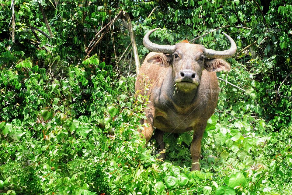 buffalo coming out of the jungle in Pusing Perak Malaysia