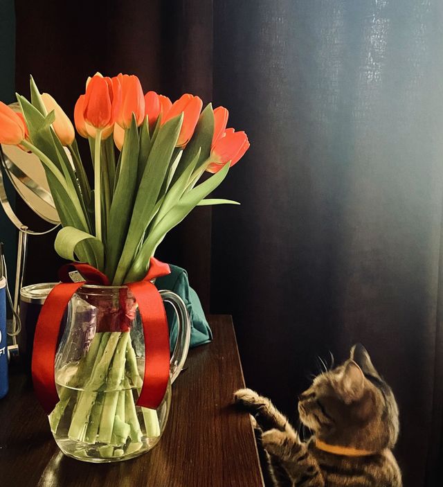 Tulip lover