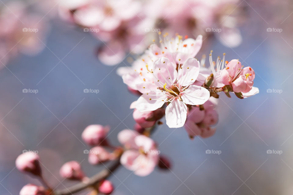 Pink blooming cherry flowers on a tree branch in focus 