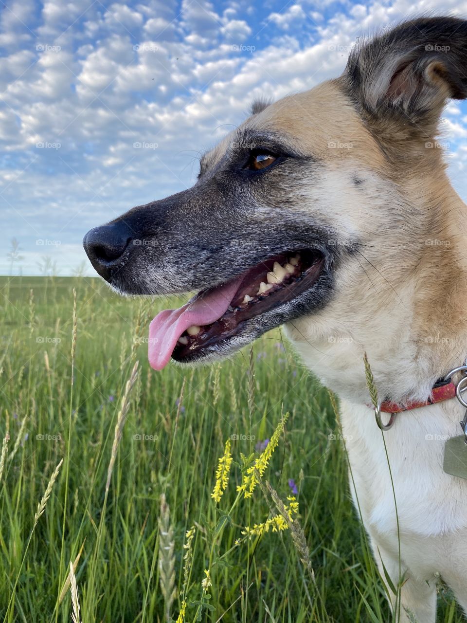 Enjoying the meadow 