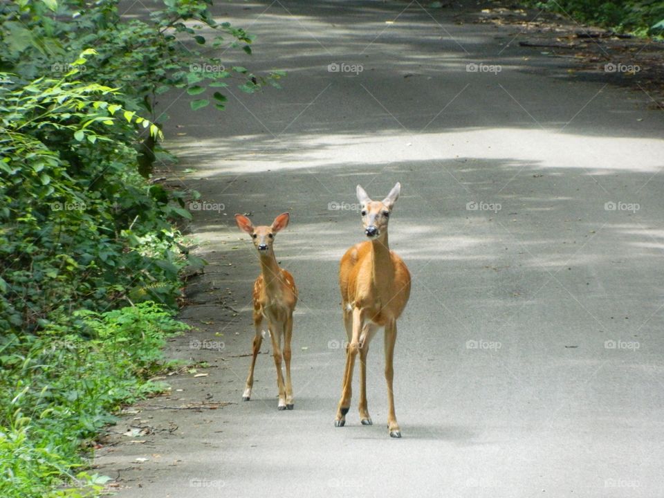 two deer