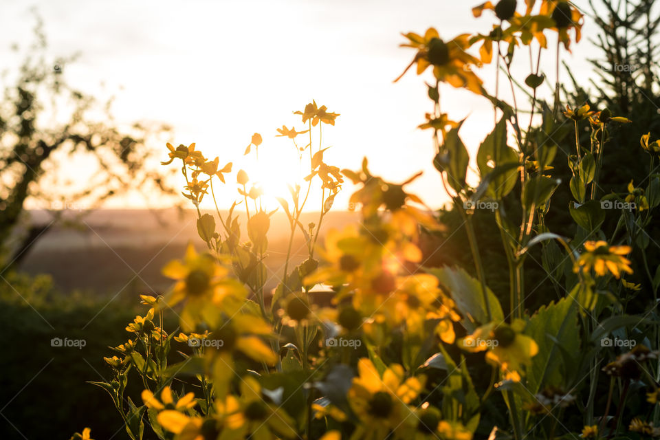 fall, sunset