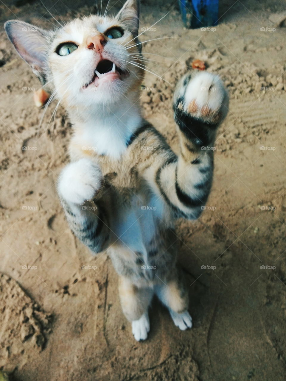 Cat standing on two legs