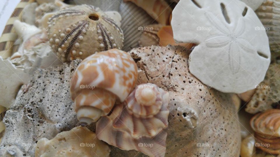 Sea shells