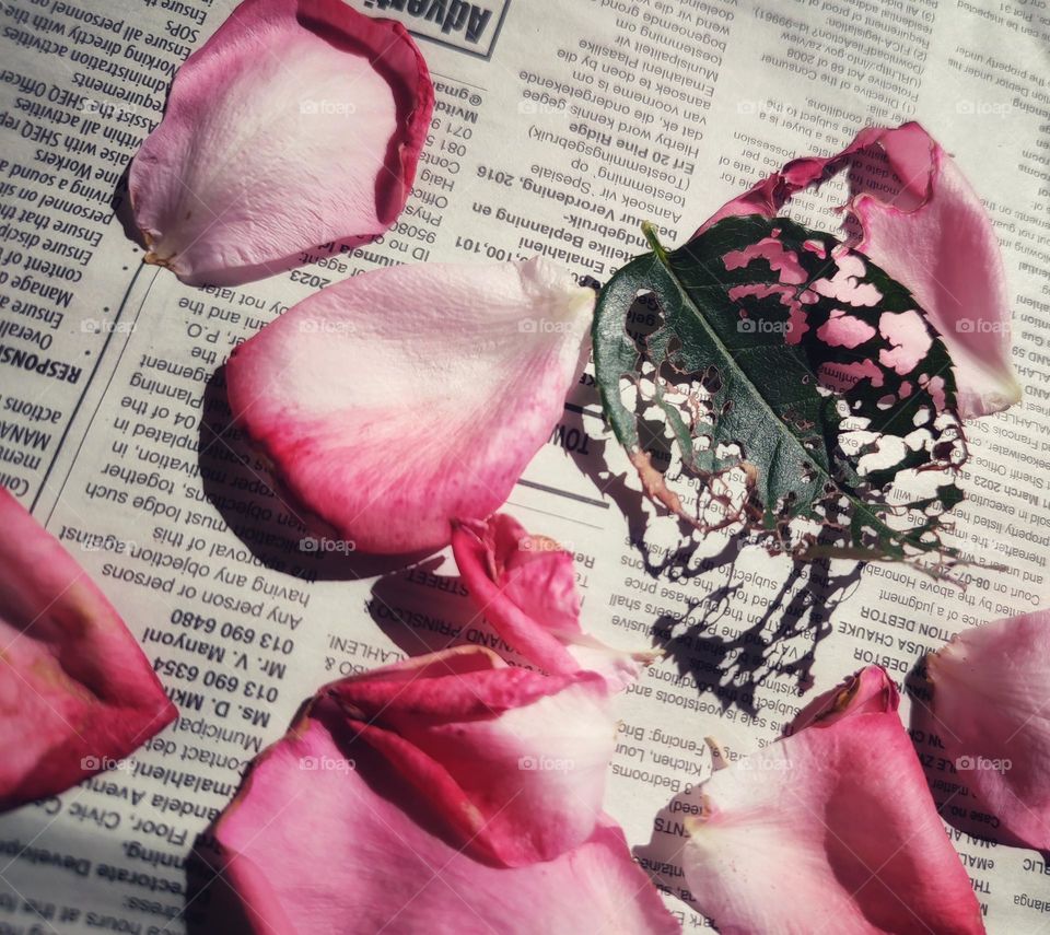 Rose petals on a newspaper with leaf shadow