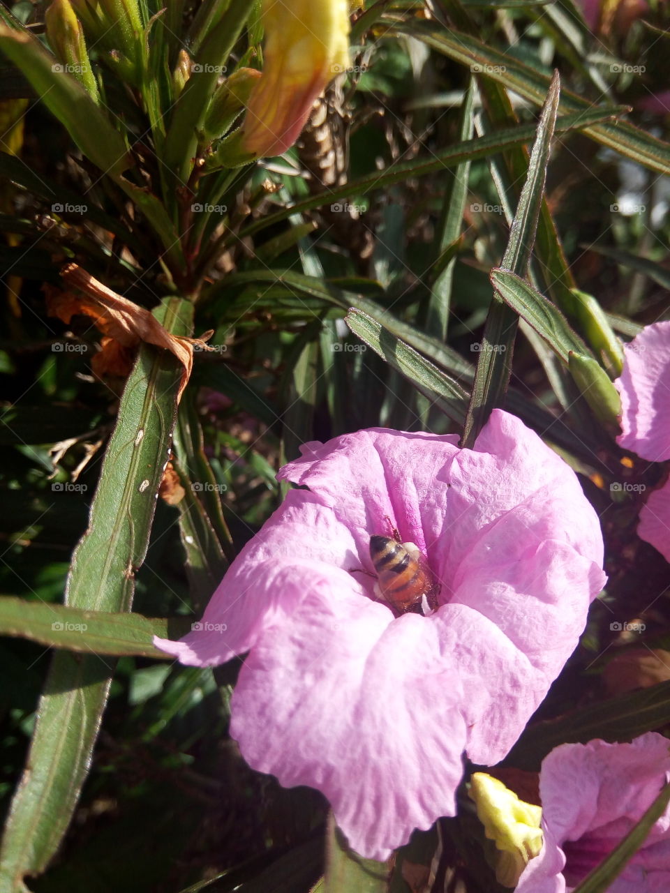 Flower, Nature, No Person, Flora, Leaf