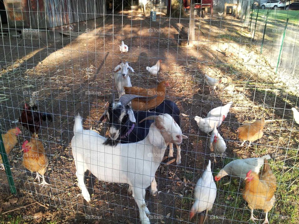 Goats and chickens