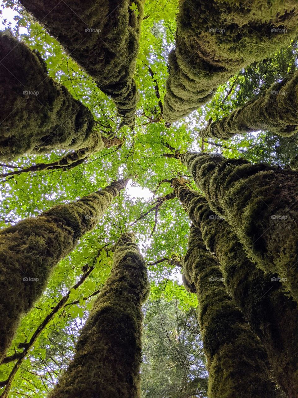 Looking up between the tree