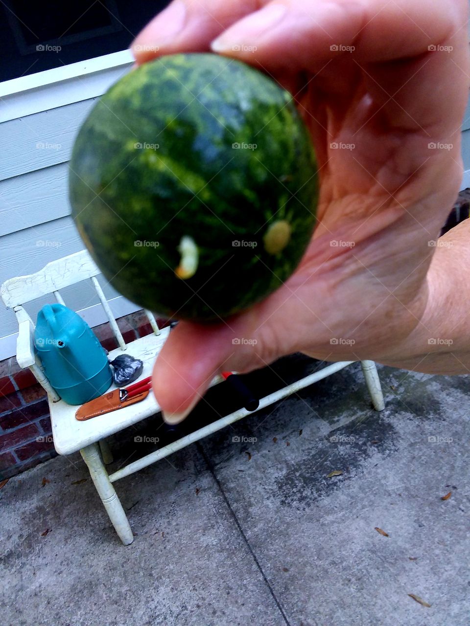 gourd with worm coming out of it