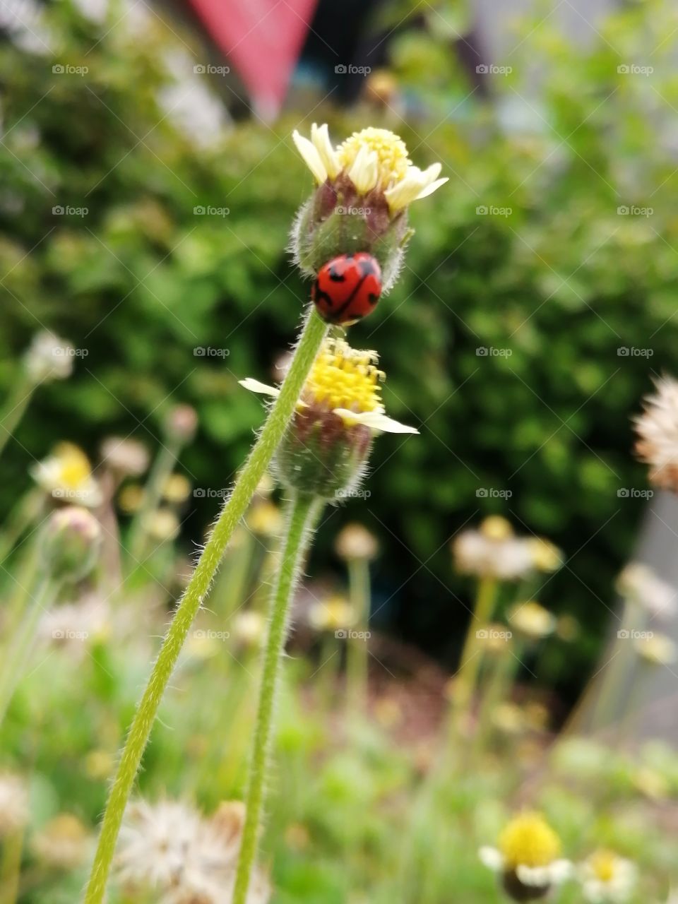 Small little ladybug 🐞.