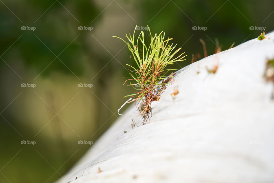 Young pine tree seedling growing through abandoned white plastic waste in the forest in Finland.