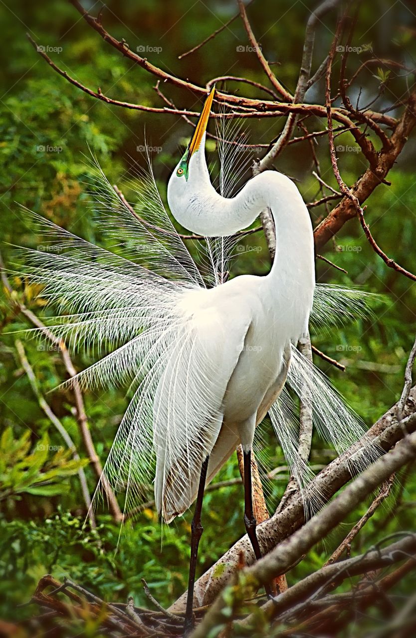 A Great Egret in full display mode in the Florida Everglades.