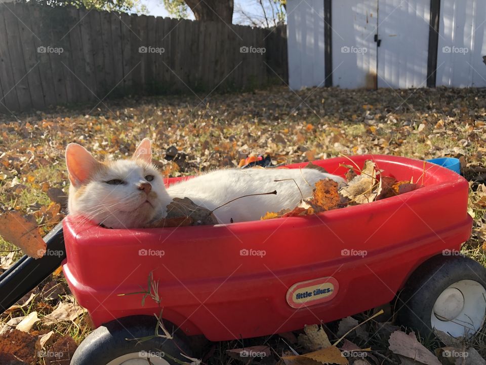 Resting on a fall day 