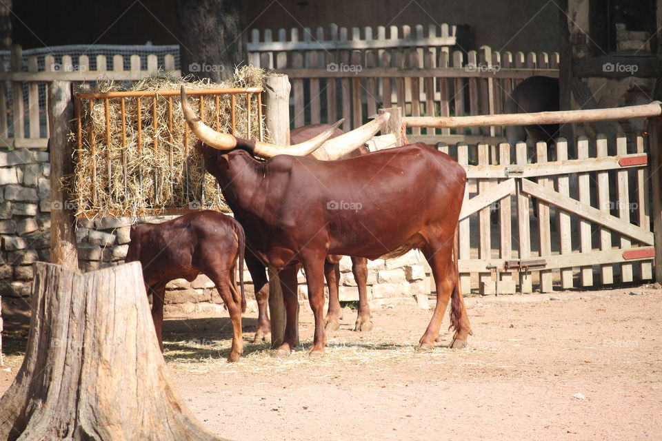 Javanese cow