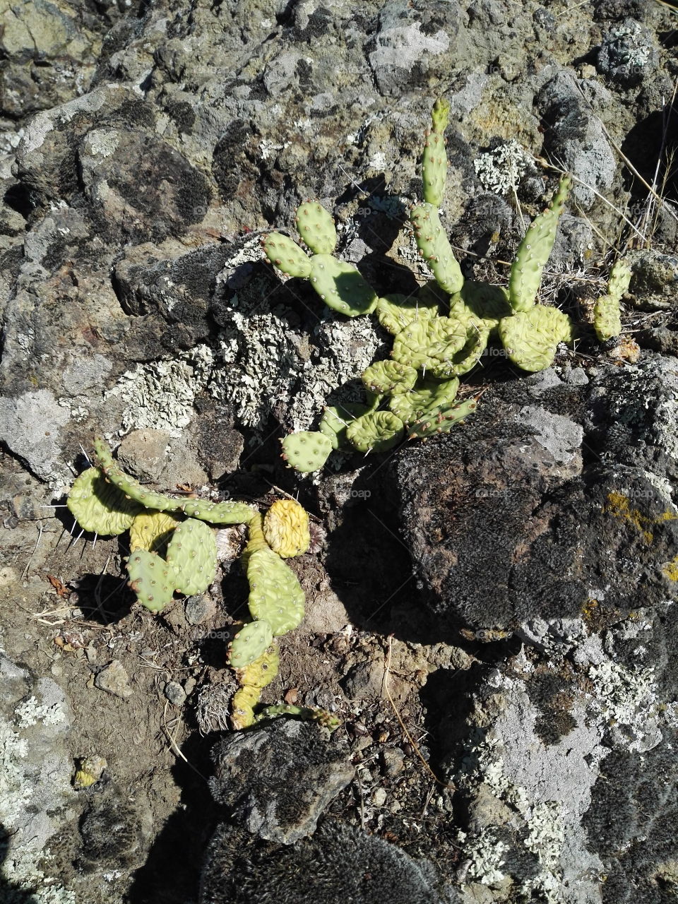 stone cactus