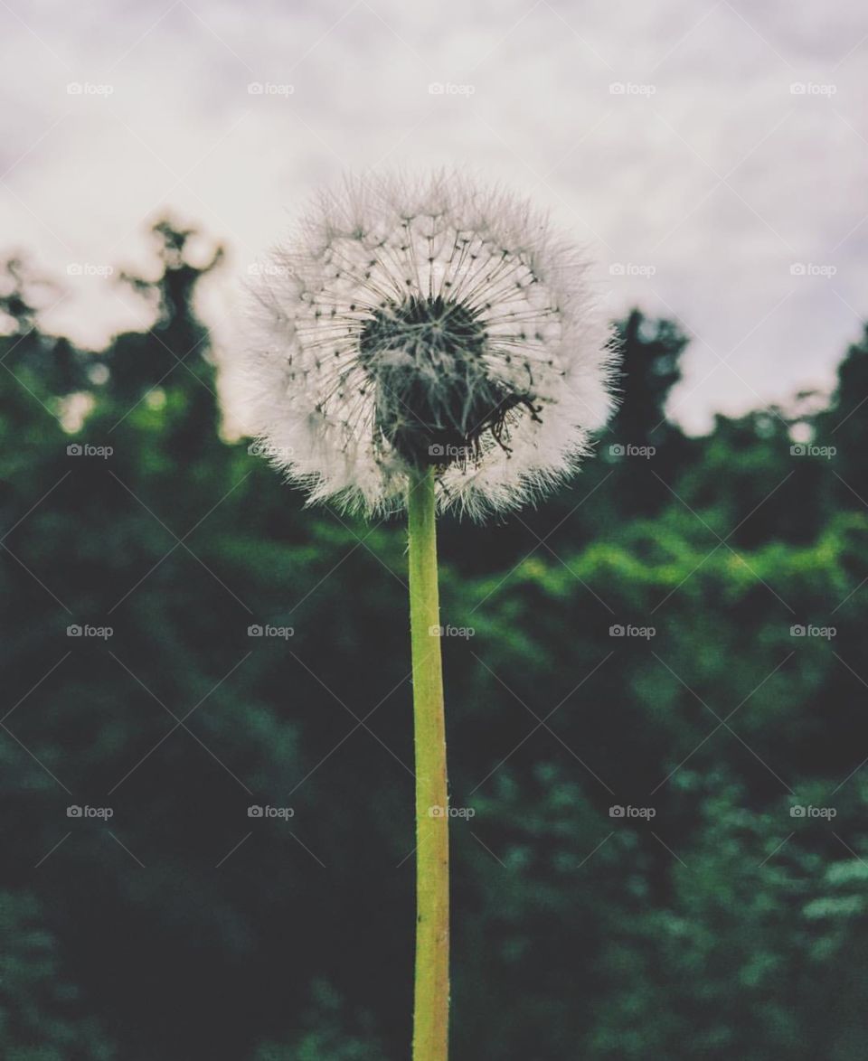 A closeup photo of a dried dandelion, making the background out of focus. It is bright & has lots of light. There is almost a contrast between the top half & bottom half of the photo. It gives off a very natural vibe due to all the greenery. 