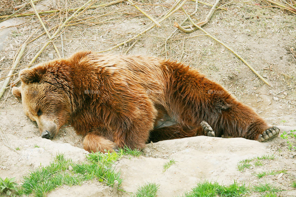 Brown bear cub in a forest