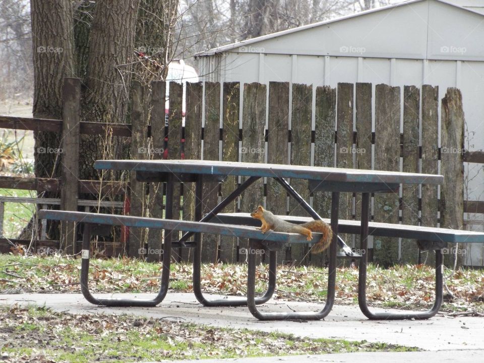 Squirrel laying on a picnic bench