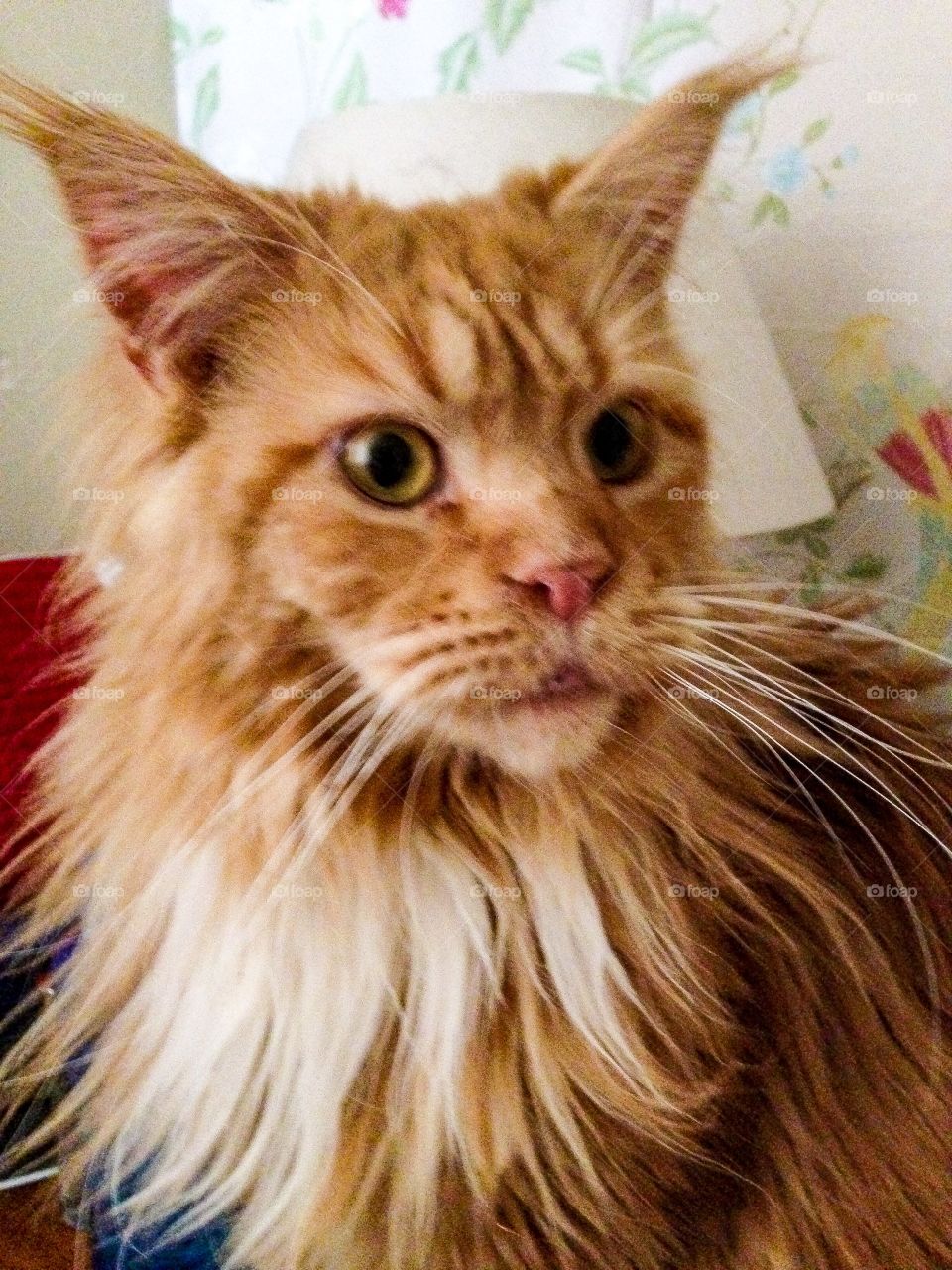 Maine coon