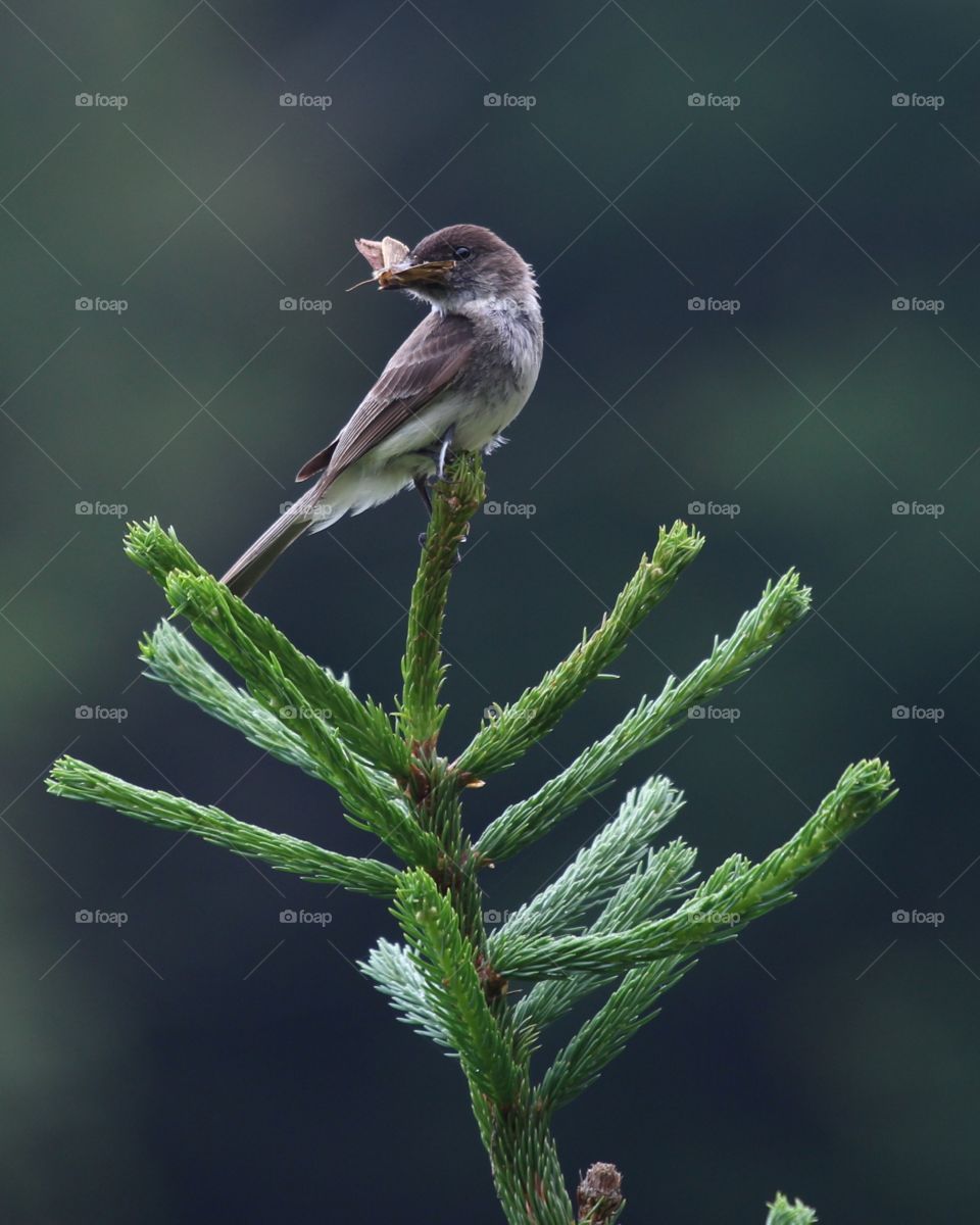 Flycatcher feeding its family 