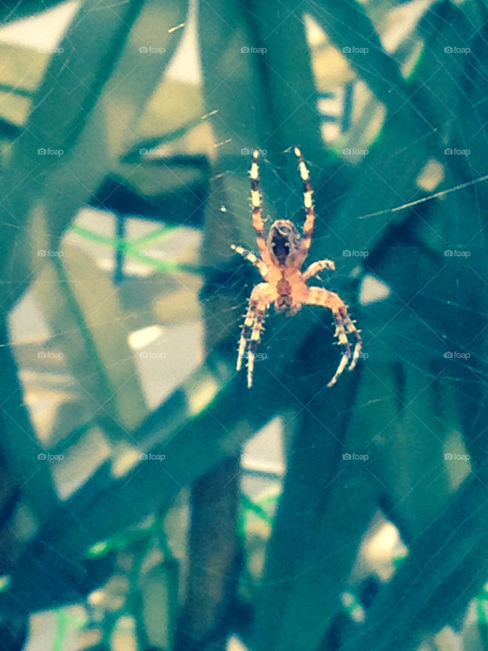 Scary Spider in my garden