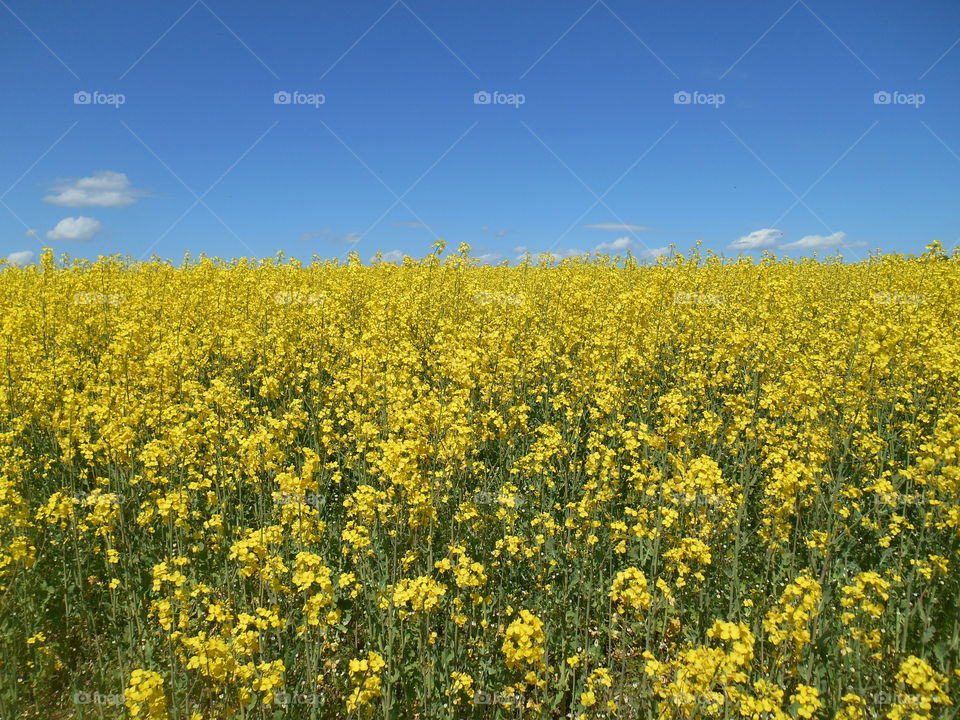 blue sky and yellow rapeseed flowers field landscape