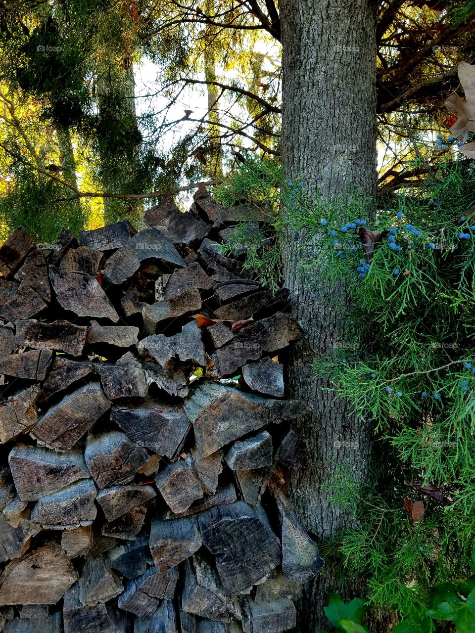 getting ready for winter.  logs.