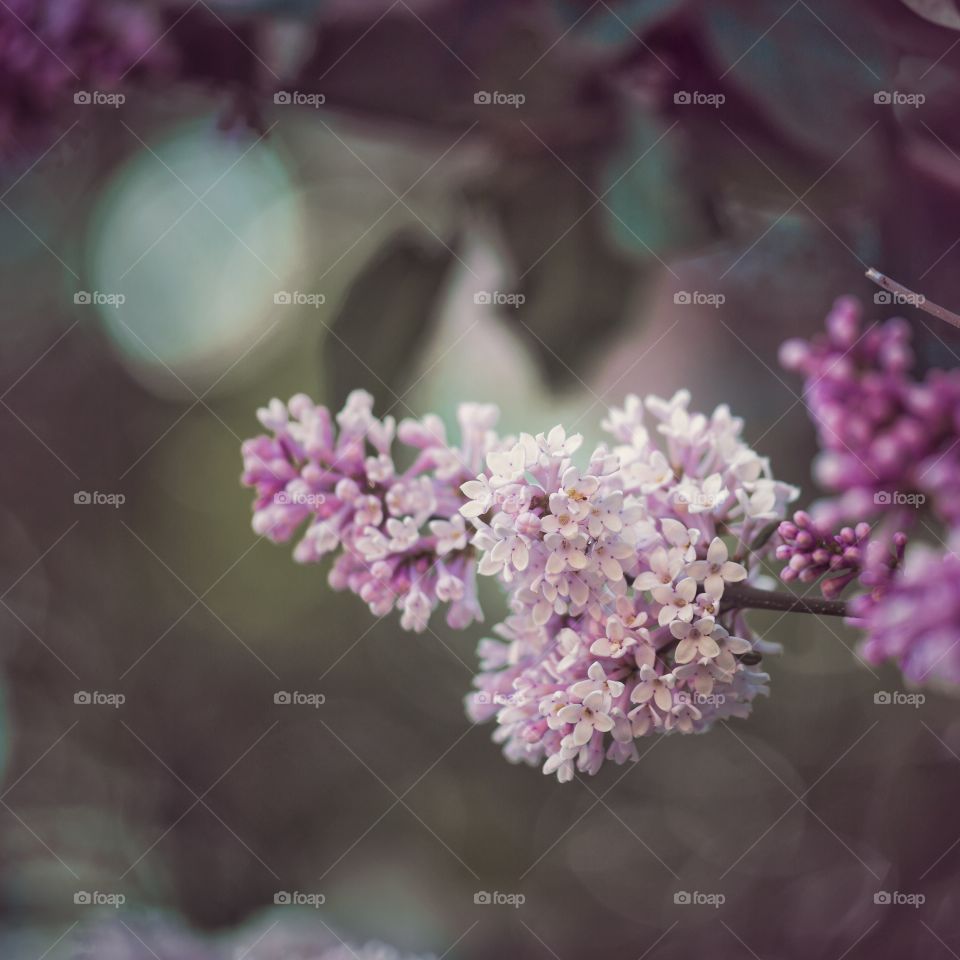 Lilac branch at evening