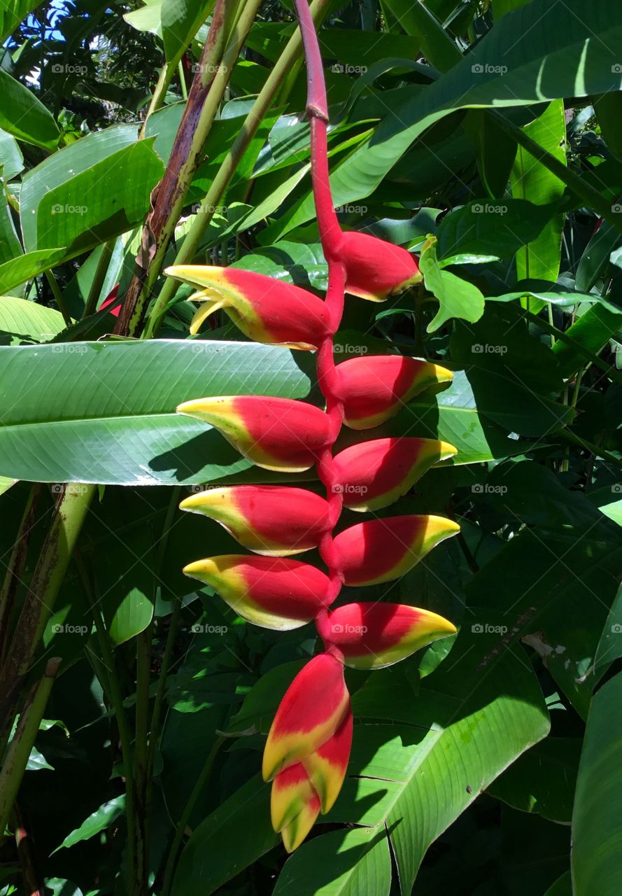 Tropical Paradise plant that has colorful red and yellow blooms that down on a stalk