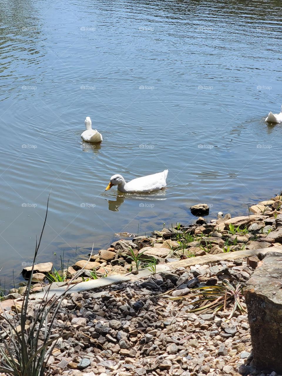 Robber's Cave - Ducks on the pond
