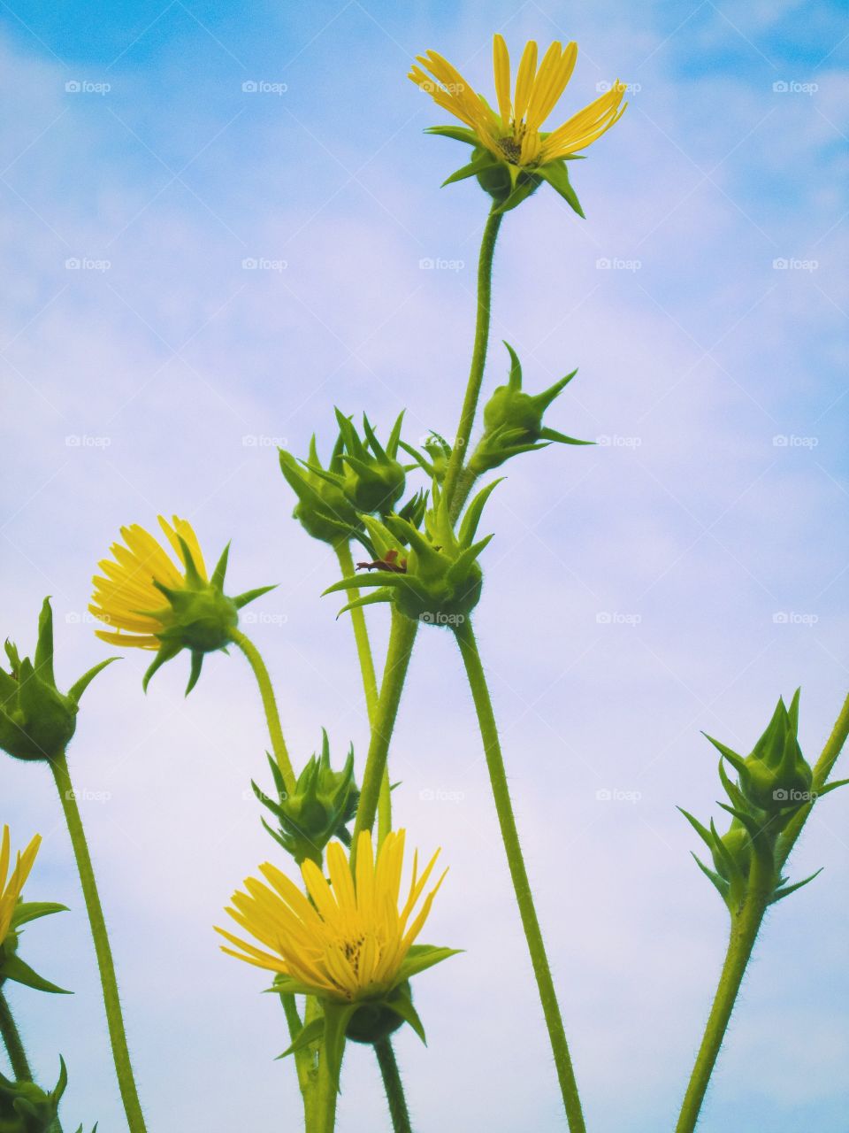 Yellow flowers in the sky