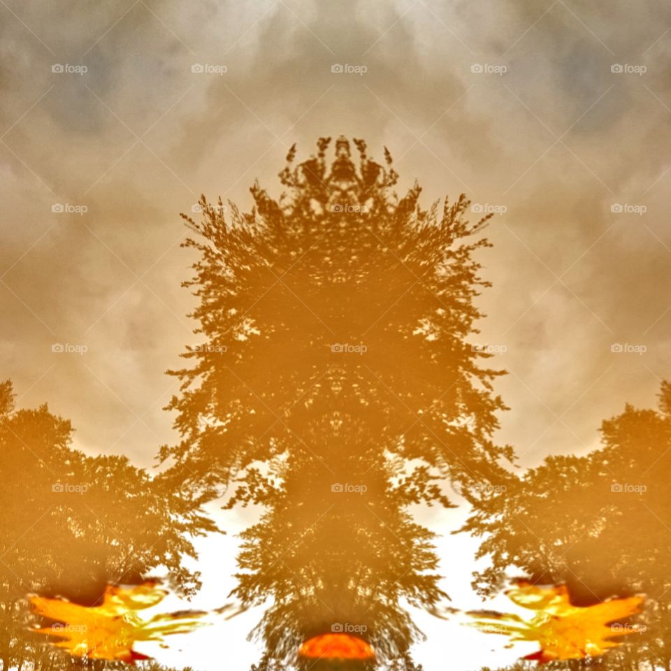 autumn tree reflects in puddle