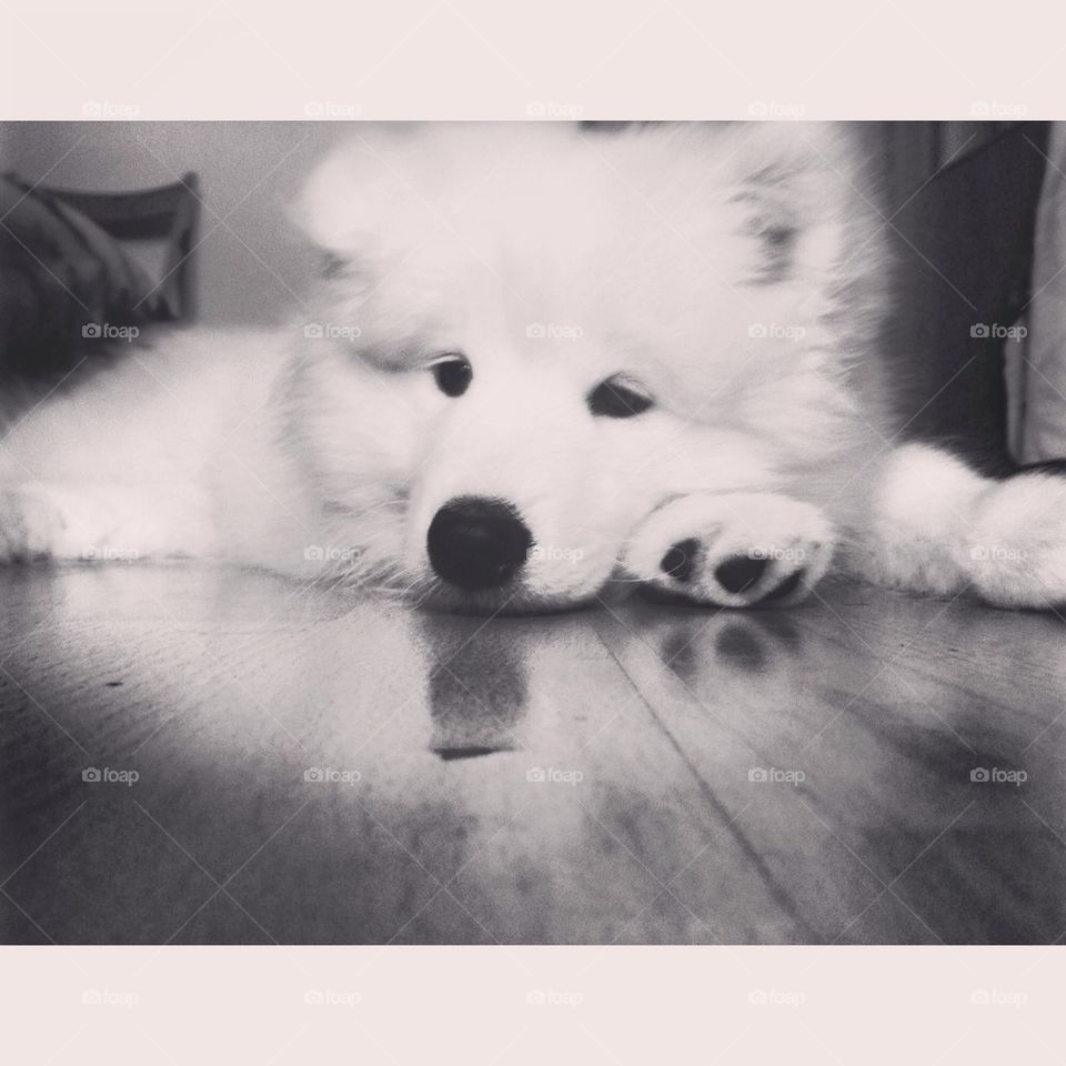 white dog puppy pet by safonkina