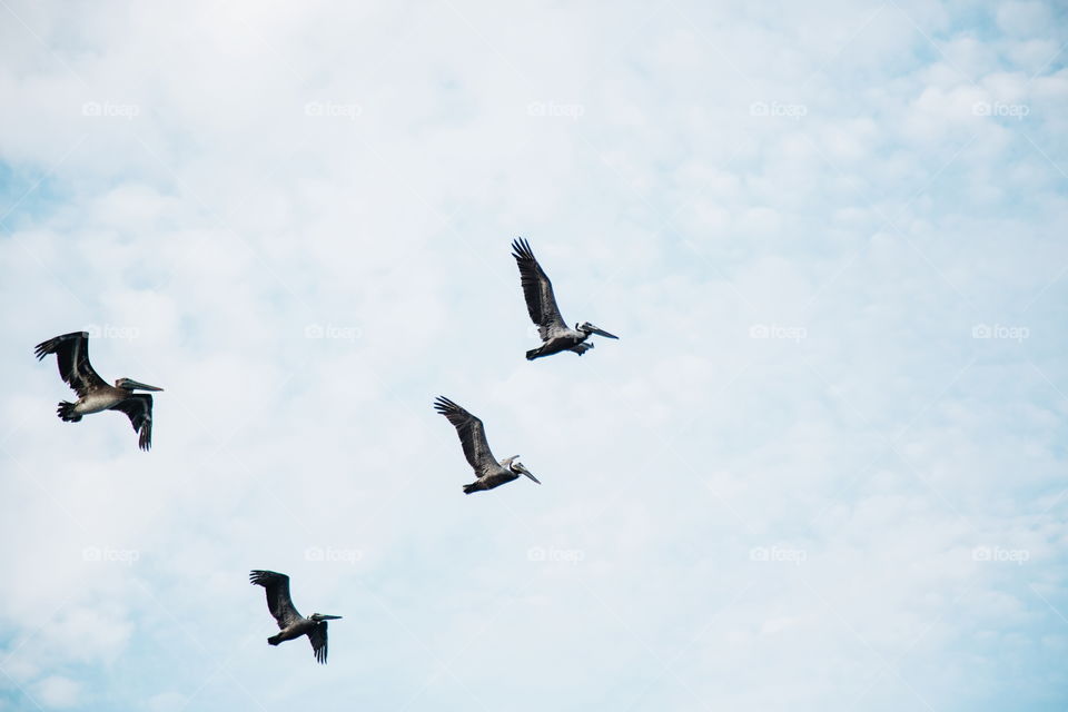 Low angle view of pelican flying in sky