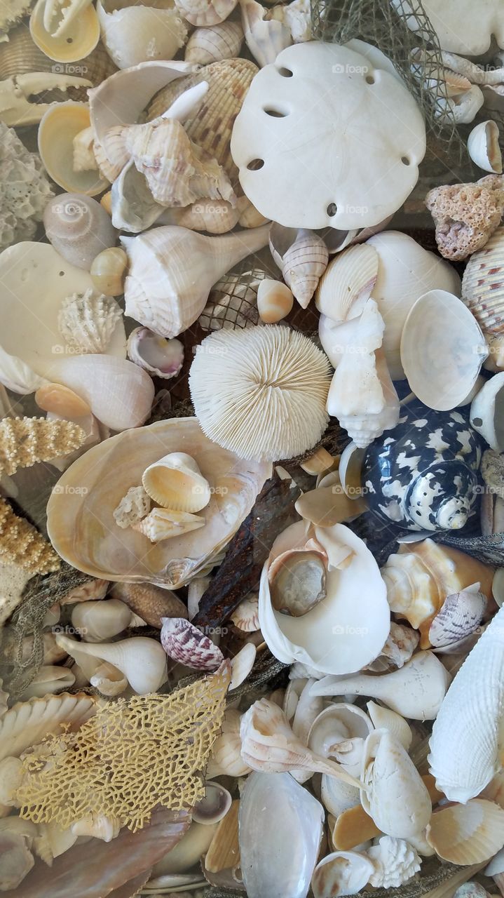 ses treasures.  shells, sand dollars, sponges.