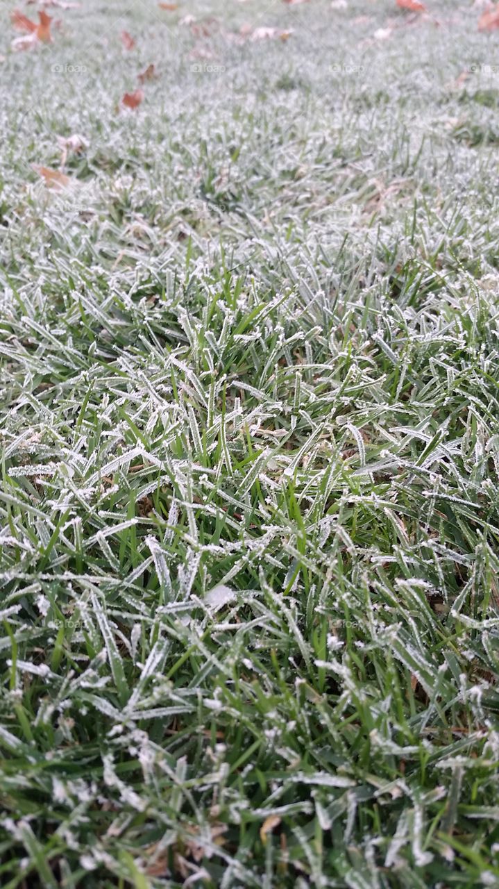 grass on a frosty morning