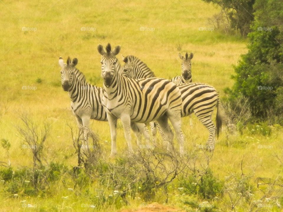 africa south africa sibuya game reserve safari by The_Picture_man