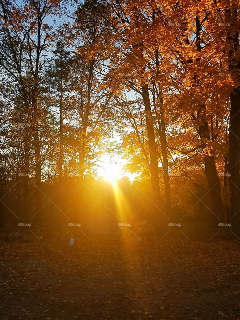 Sun Setting Behind The Trees