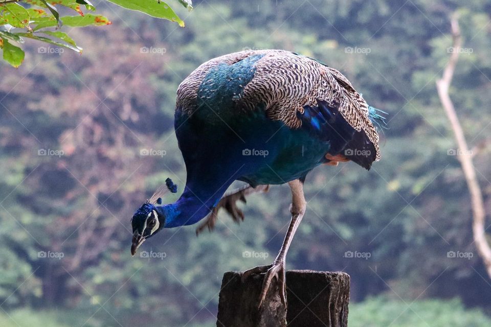 Peacock